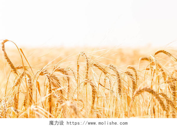 麦田草地麦田成熟穗的背景丰富的农村二十四节气24节气芒种小满